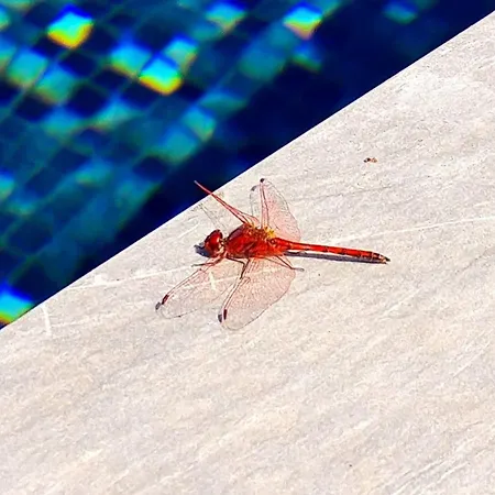 빌라 Cachito De Cielo La Victoria de Acentejo
