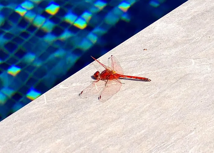 Villa Cachito De Cielo La Victoria de Acentejo